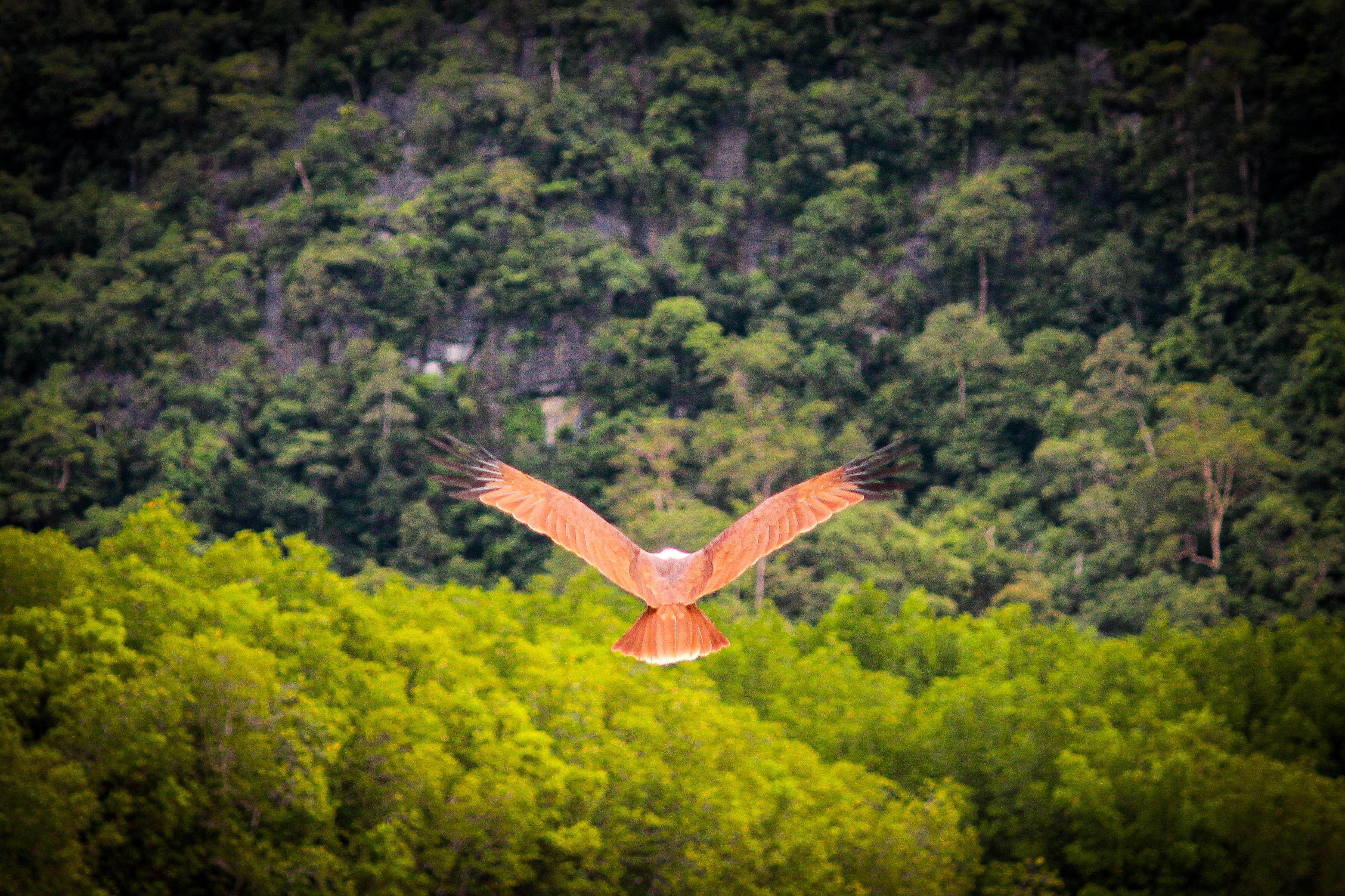 Bird in flight